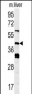 SMCR7L Antibody (N-term)